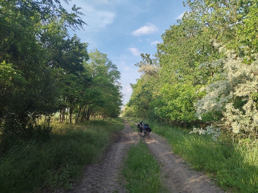 Wald? Nehm ich