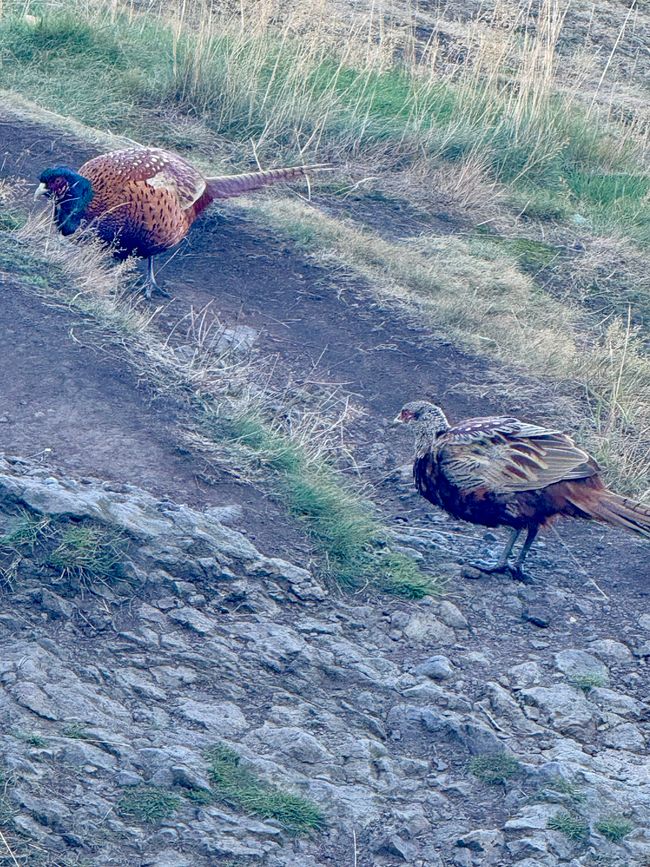 The last "Hello" from Scotland...