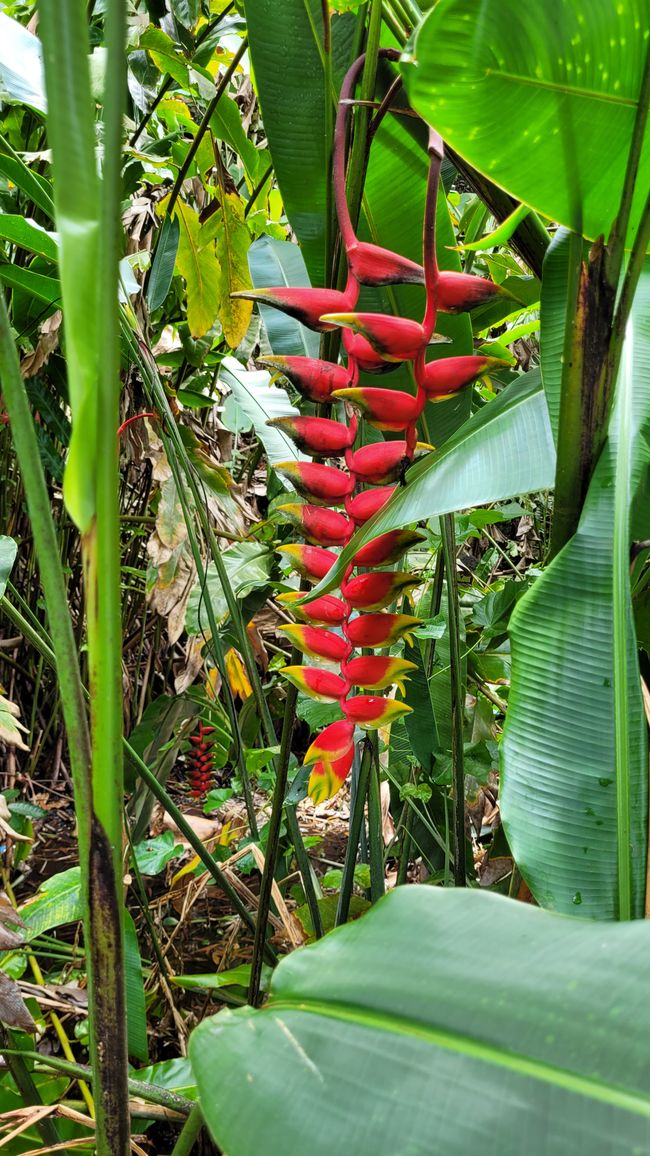 Tour around the edge of Tahiti-Nui