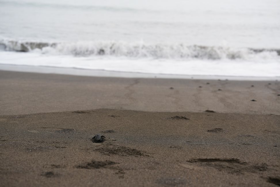 Babyschildkröten kurz bevor sie ins Meer entlassen werden / Liberacion de tortugas