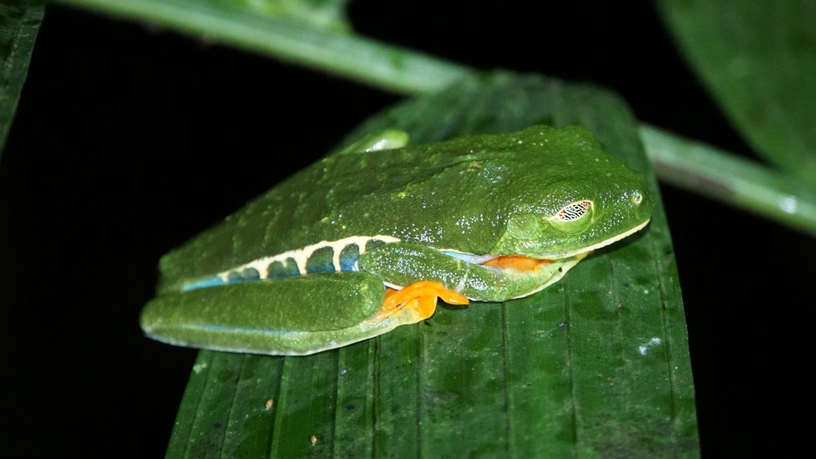 Camouflage of the red-eyed tree frog