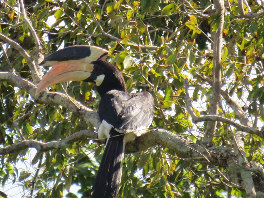 Polonnawaruna