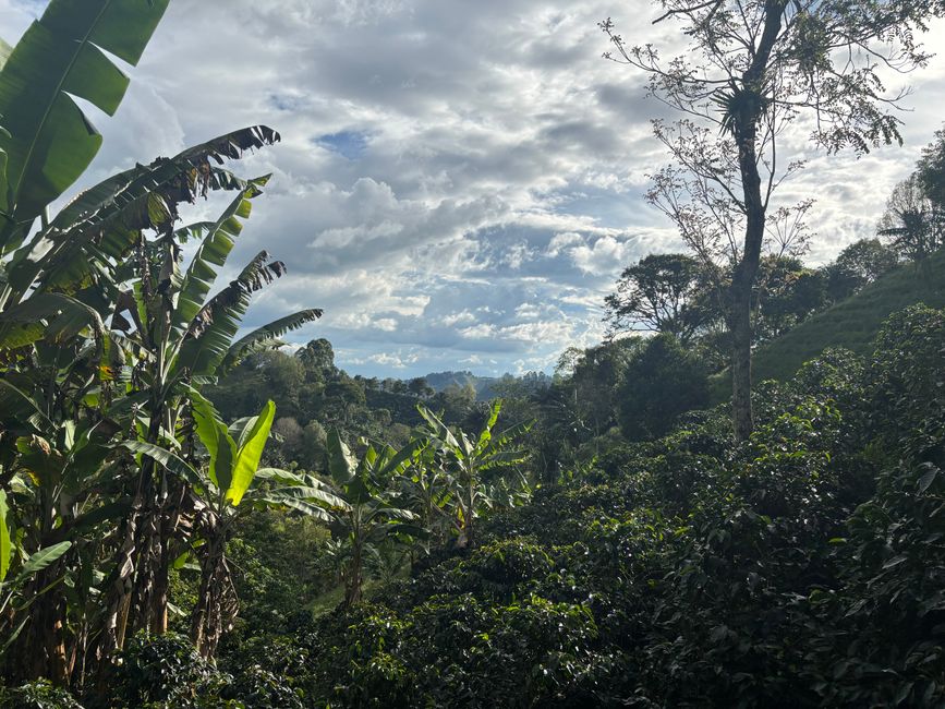 Cocora Valley