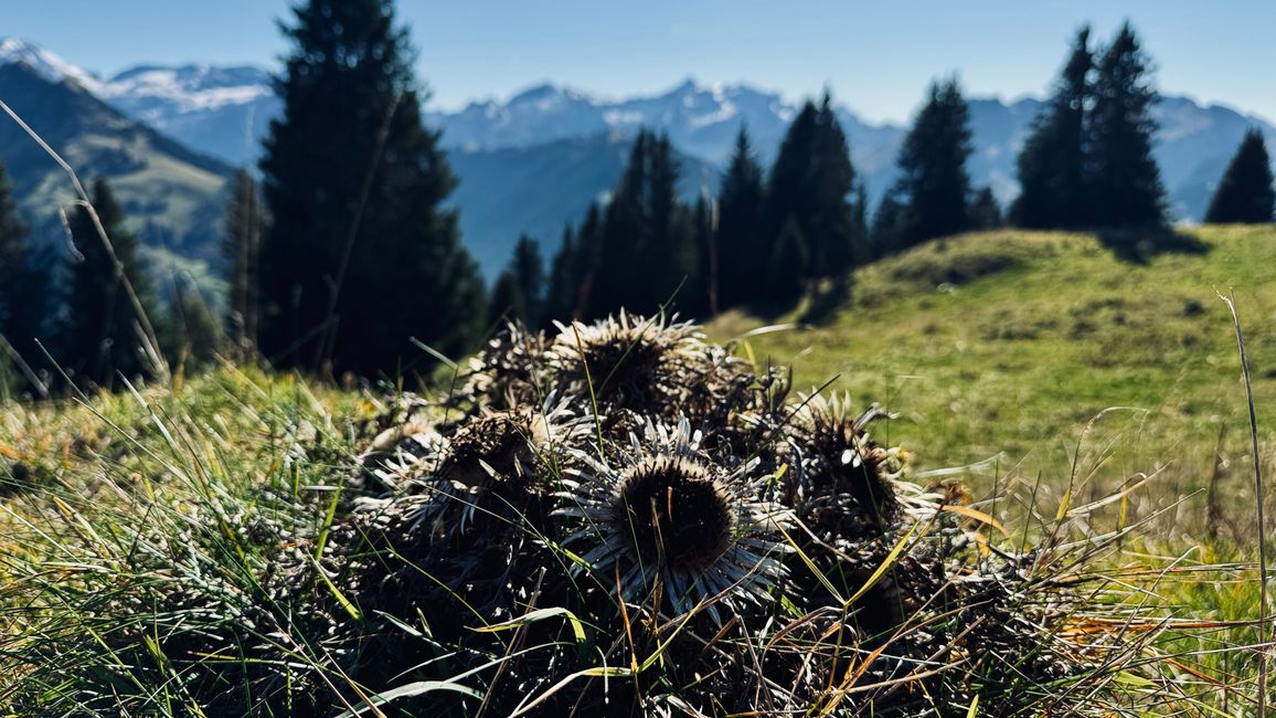 Zweisimmen 11-12 Ott. 25
