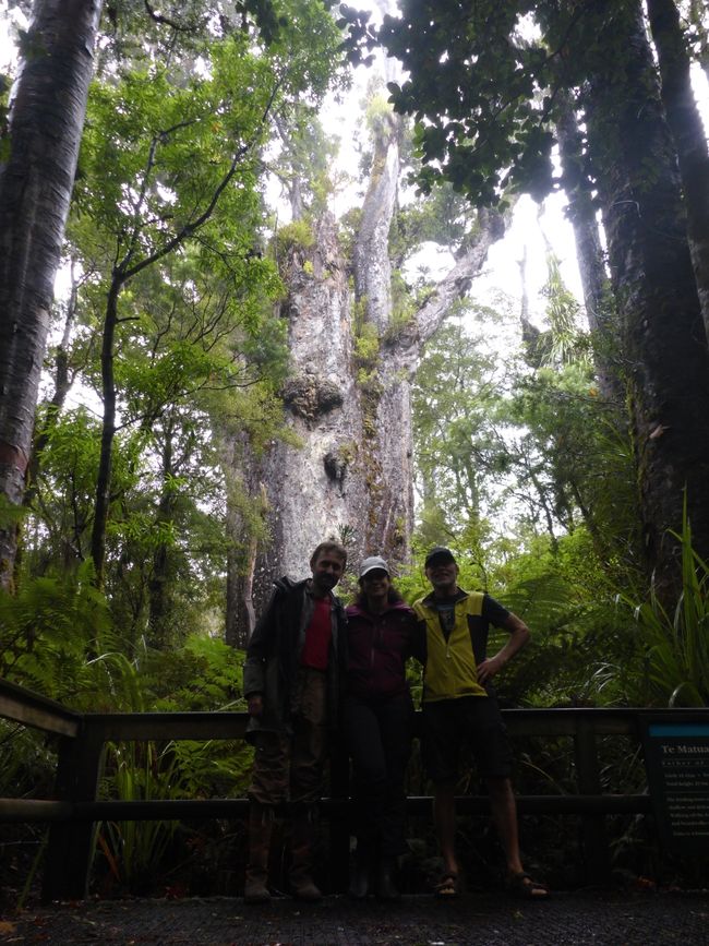 Te Matua Ngahere, father of the forest