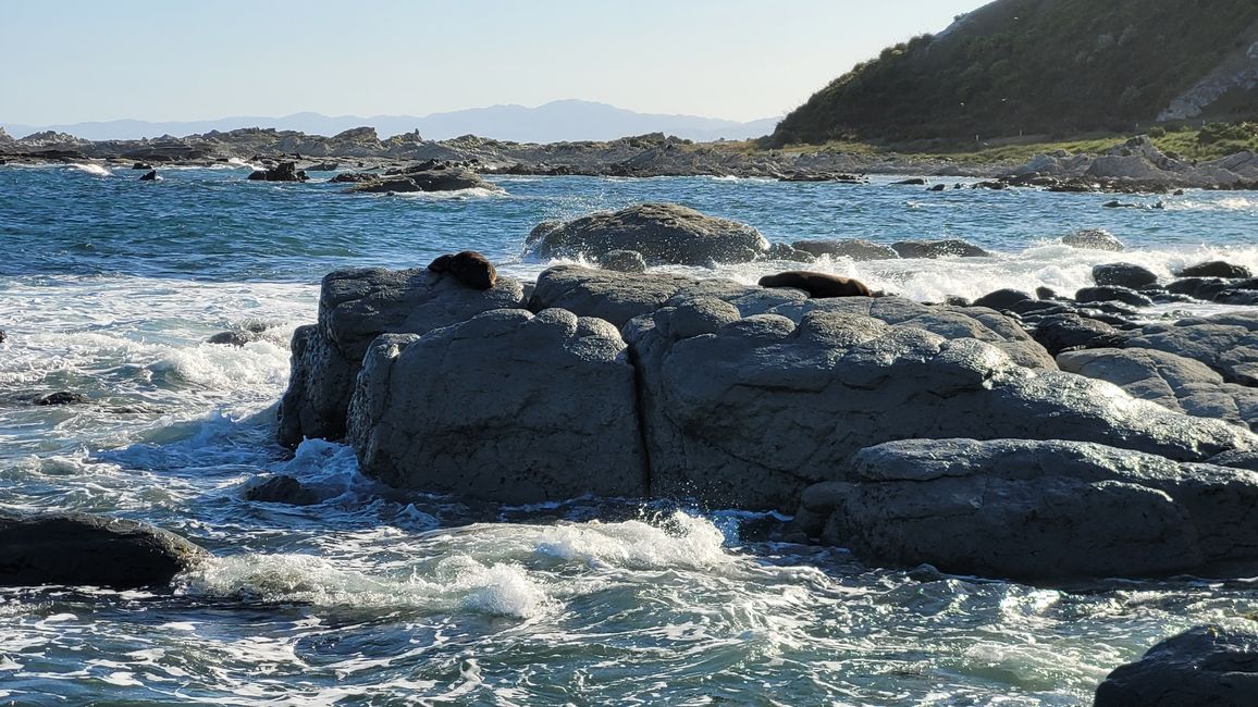 "Animal Watching" in Kaikoura – Part One