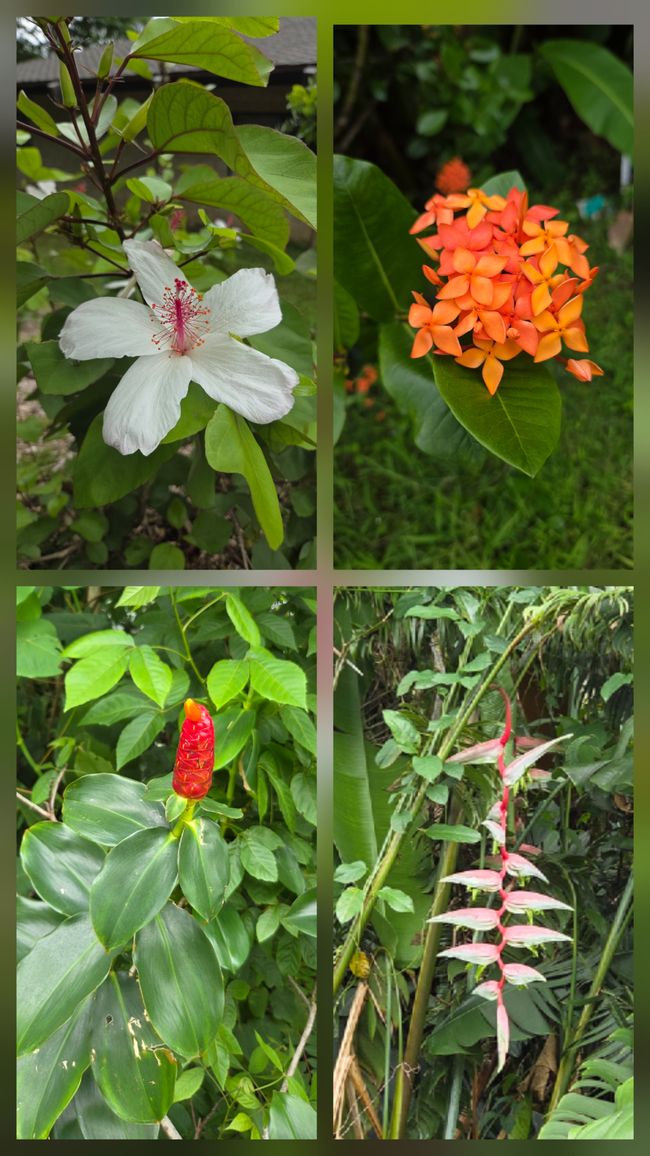 Fiori