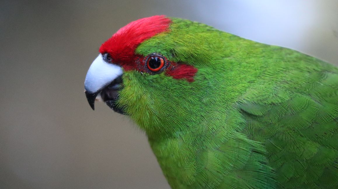 Kathariki - eine neuseeländische Wellensittich-Art