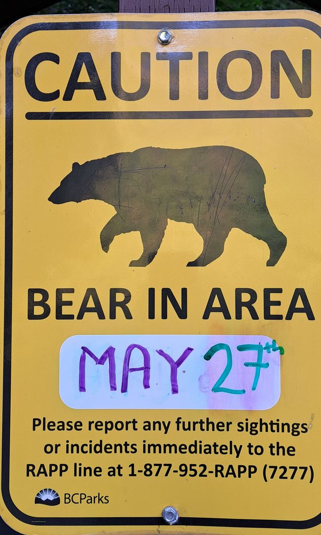 BEAR IN AREA