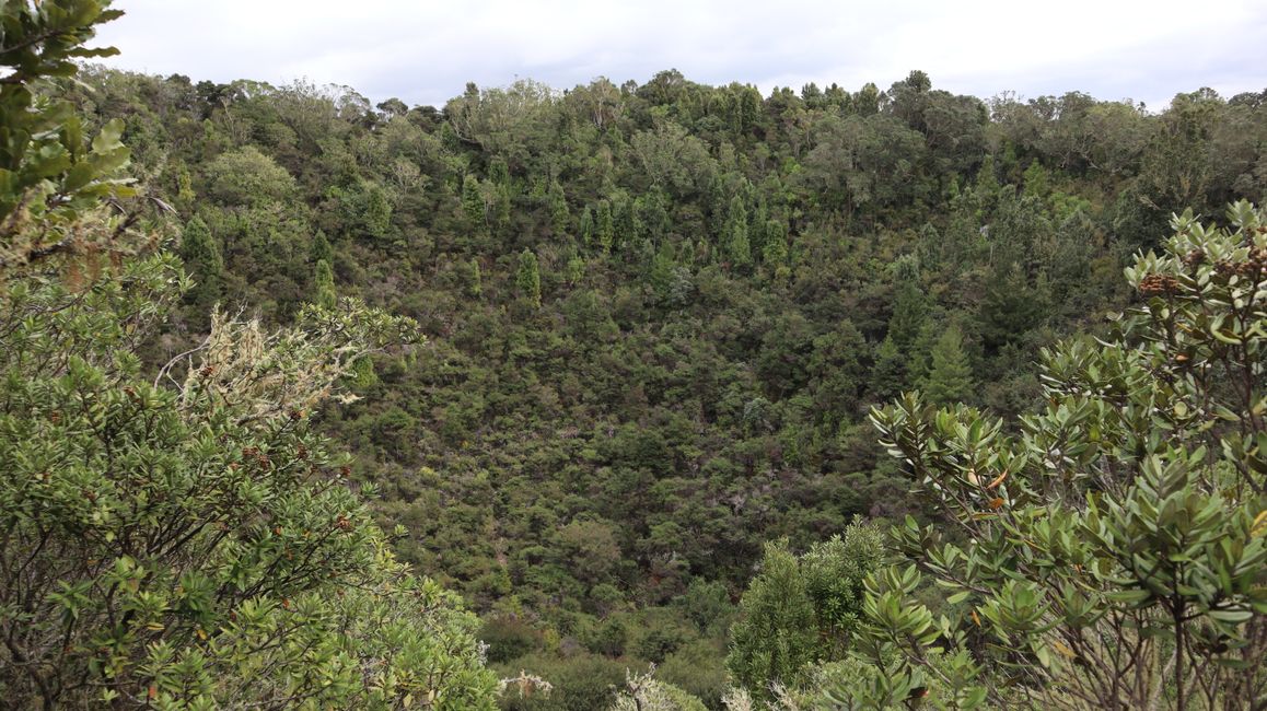 Ausblick in den inzwischen dicht bewaldeten Krater des Rangitoto Vulkans