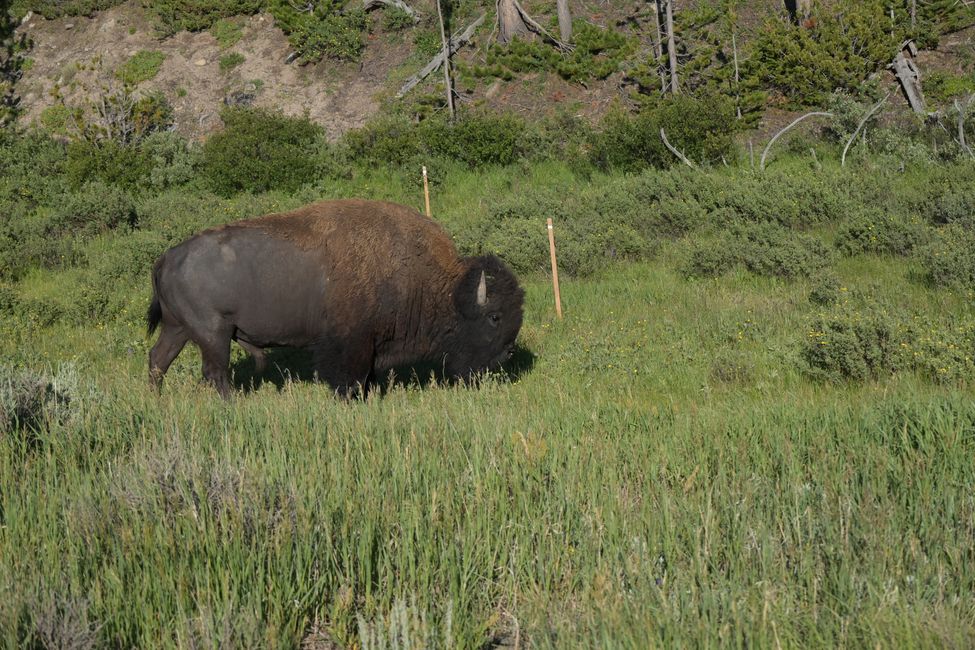 Bison