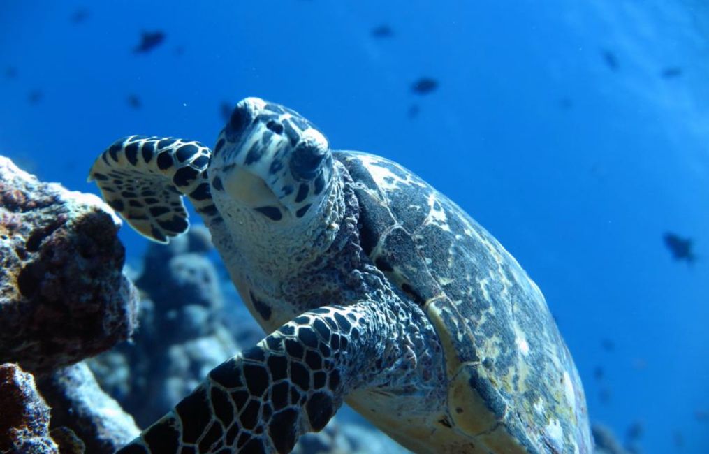 10 Días en Thundufushi - Un Viaje a Través de Aguas Azules, Jardines de Coral y Momentos de Quietud