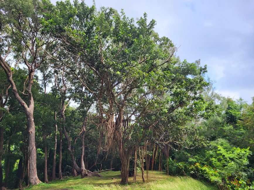 Farley Hill National Park