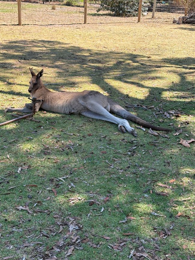 Wiedersehen in Adelaide, 11. und 12.01.25