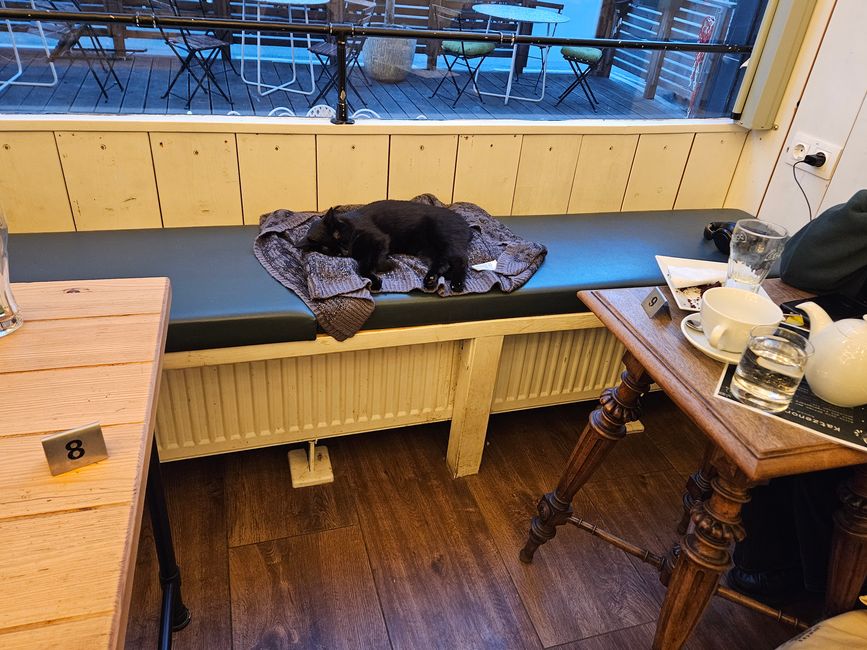 2024 - Vienna - Cat Café 'Barista Cats'