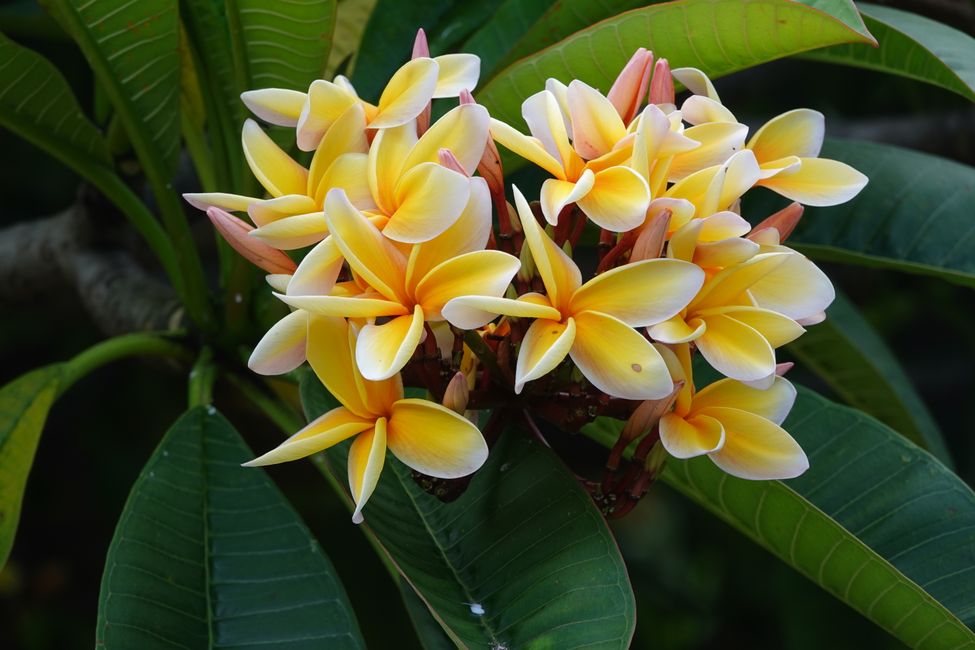 Fatu Hiva ....