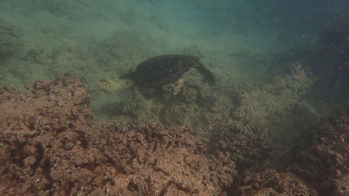 D18 - 7am Yoga with Norbi and Poipu beach with monk seals, sea turtles and Humuhumunukunukuapua‘a