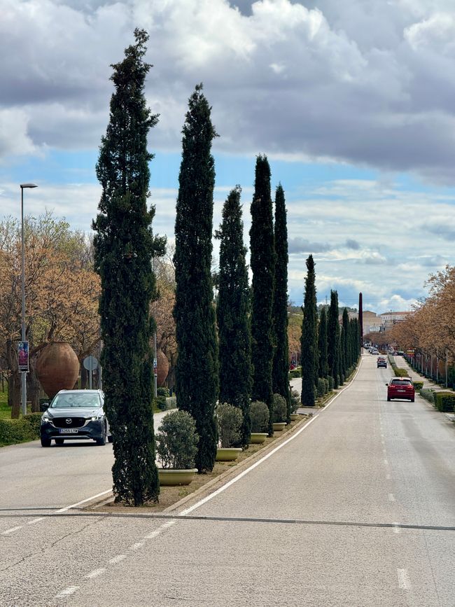 The Valdepeñeros have created something beautiful for their main street.