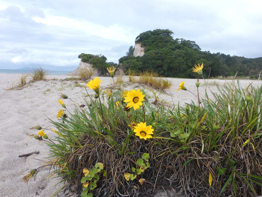 Plage de Whiritoa