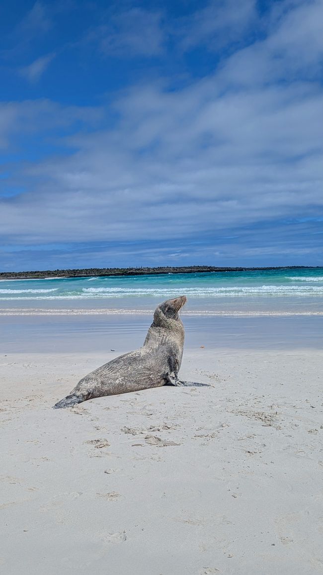 Seelöwe am Traumstrand 
