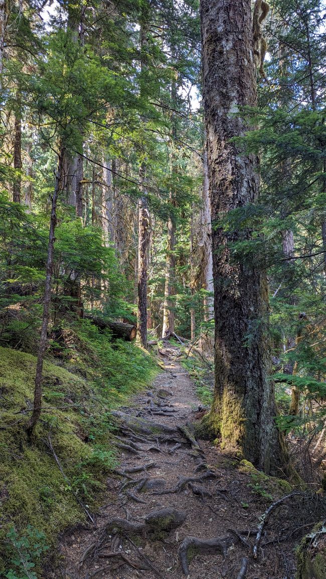 Upper Myra Falls Trail