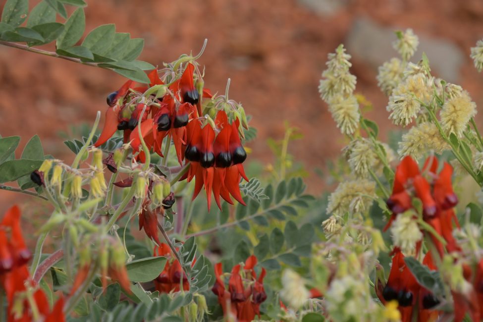 Chichester NP - Sturt's Desert Pea