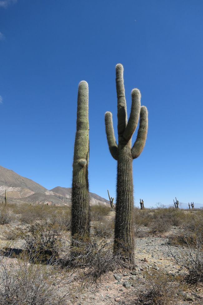 Southeast of Salta