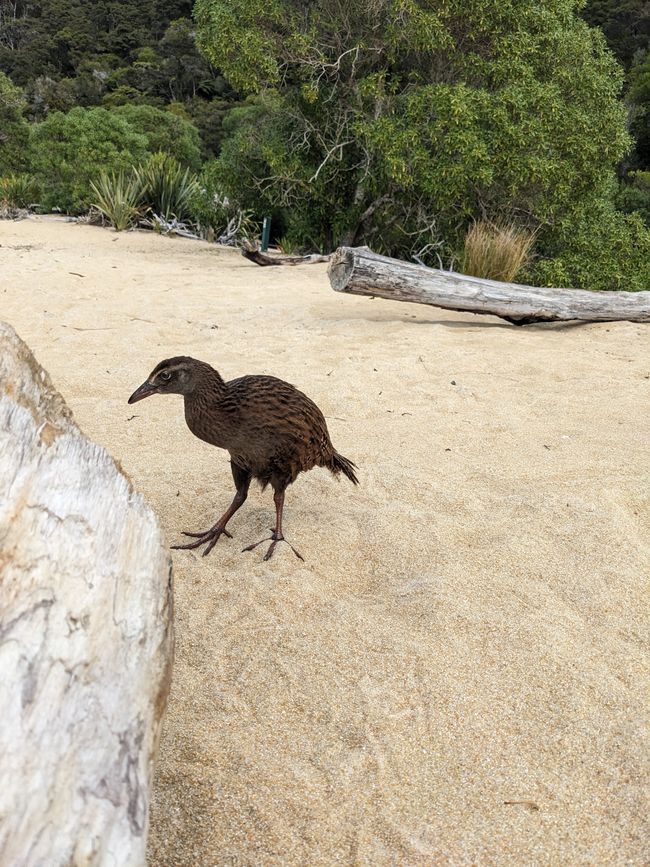 Little weka who tries to steal our food.