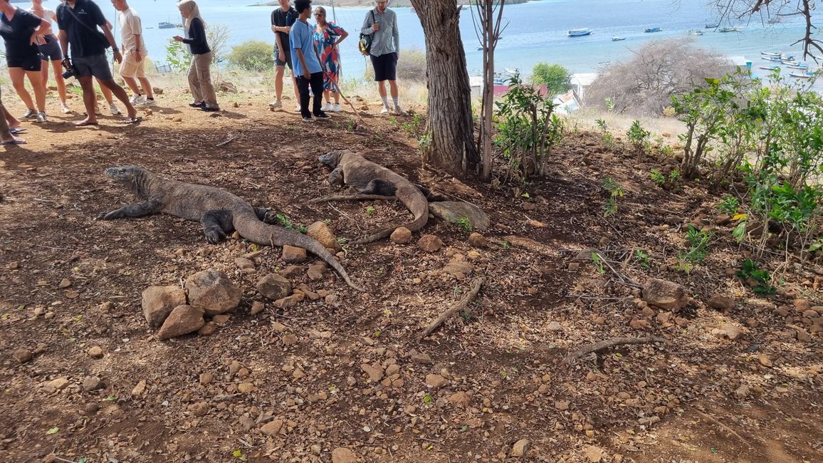 Parc national de Komodo
