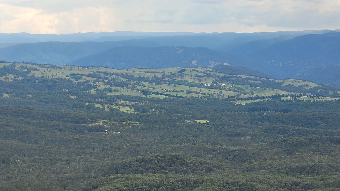 Blue Mountains – Eukalyptusbäume locken nicht nur Koalas an