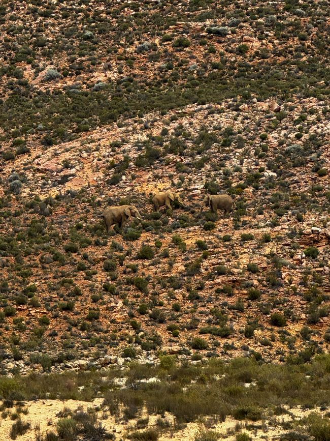 #3 - Ciudad del Cabo - Safari - Los Grandes Cinco