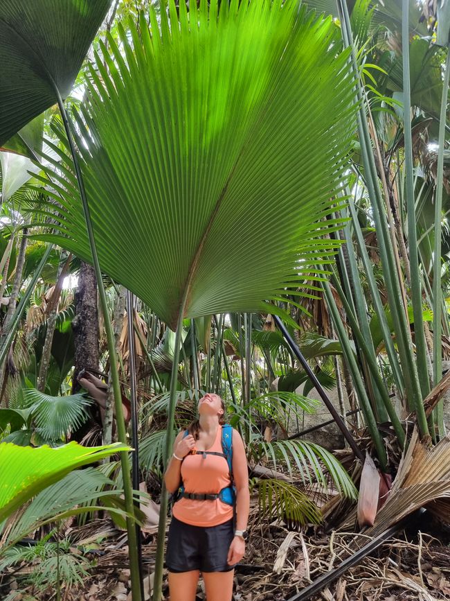 Seychellen - Tag 8: Praslin Nationalpark Vallée de Mai