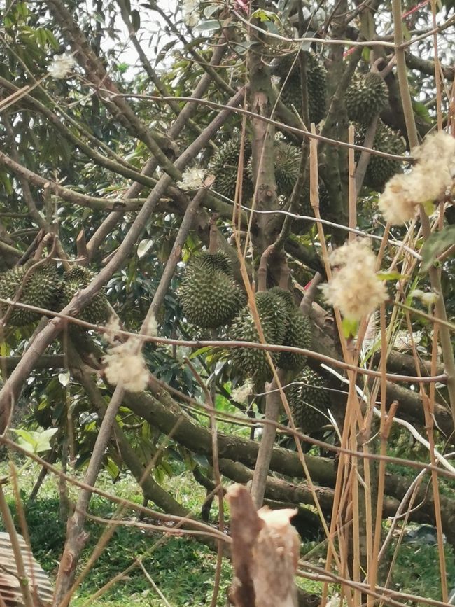 ... hier wächst dann die Durian/Stinkfrucht ...