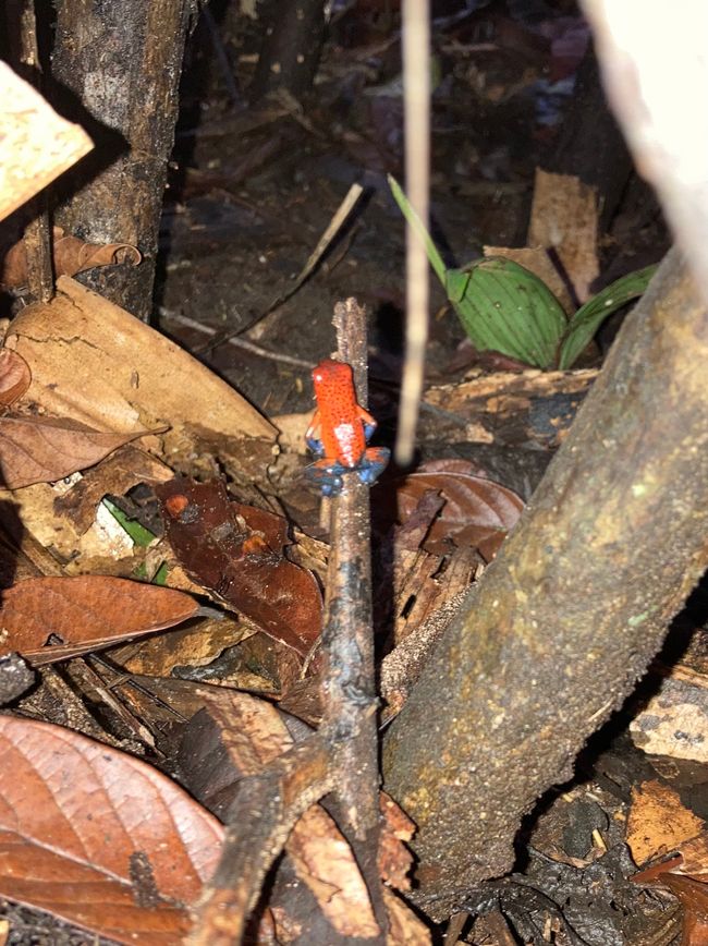 Tortuguero