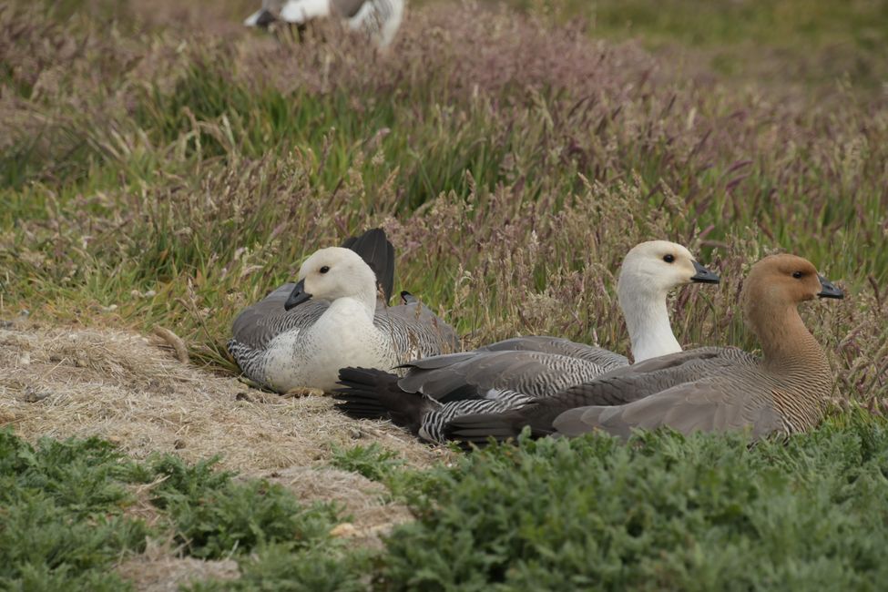 Magellan-Gänse / Magellan goose