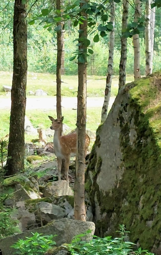 Nos billets pour le safari à élan 