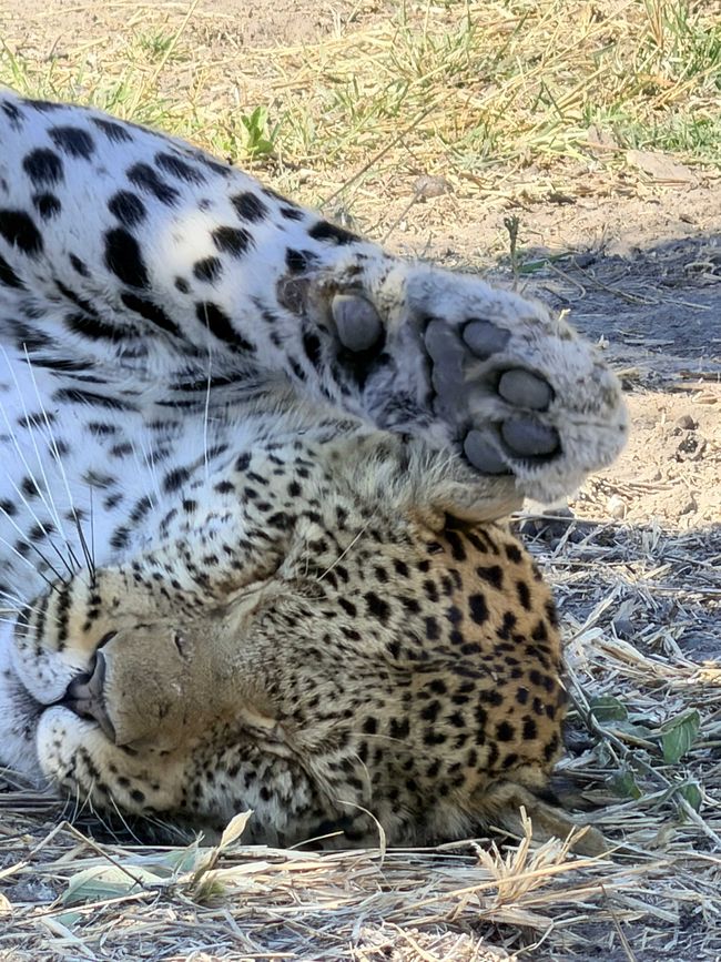 Wildnis 🐆