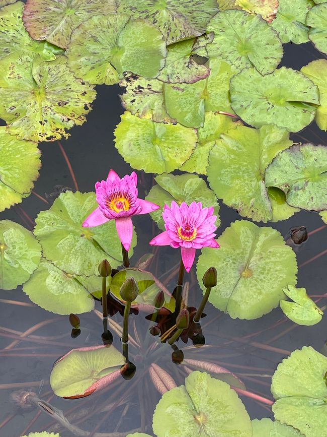 Kyoto Botanical Garden