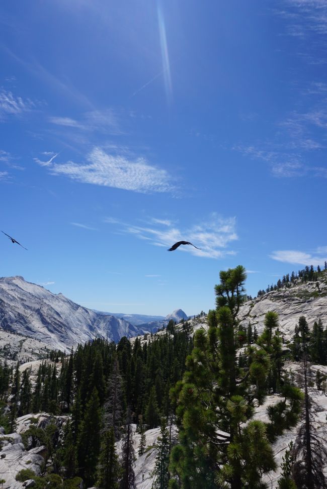 Tag 7 - Erster Tag im Yosemite Nationalpark 🥾🌲