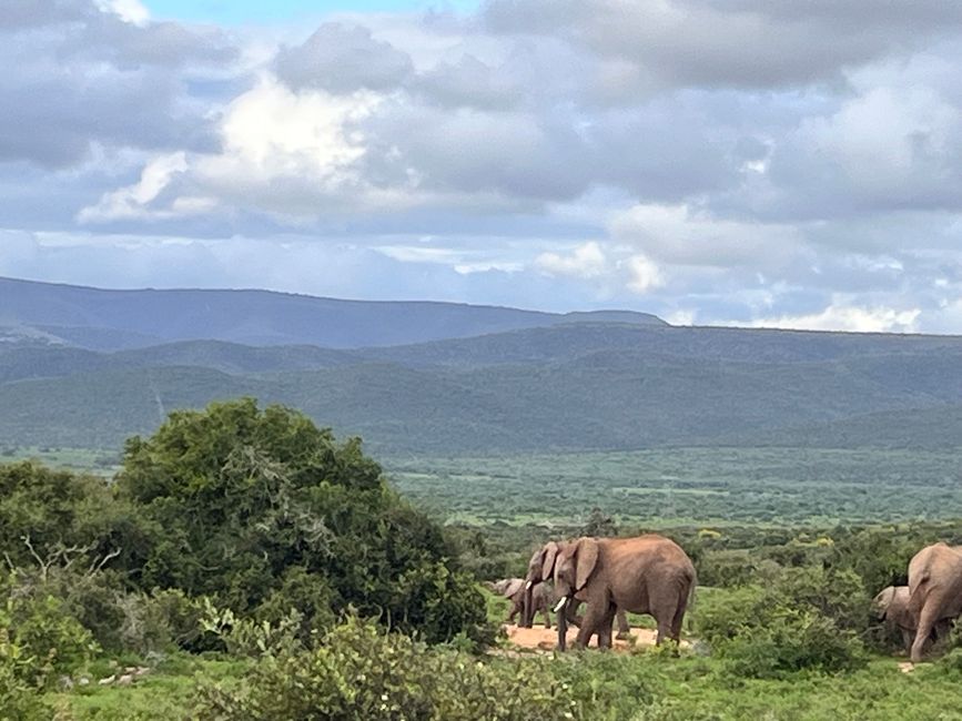 Addo Elephant Park