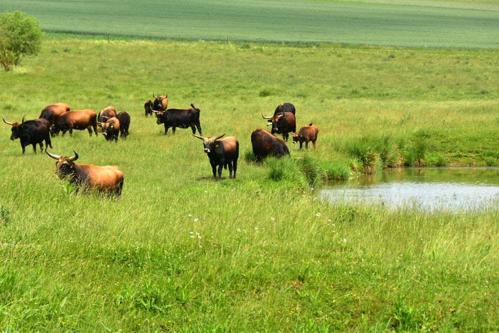 * * * S E C H T A S A F A R I - der Auerochsenweg
bei Bopfingen * * *