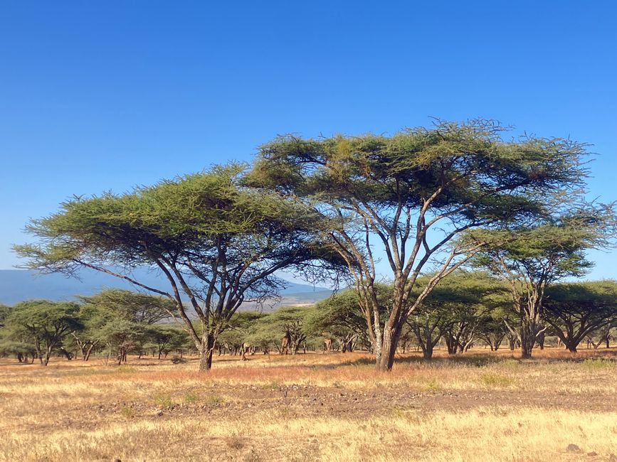 Il Cratere di Ngorongoro