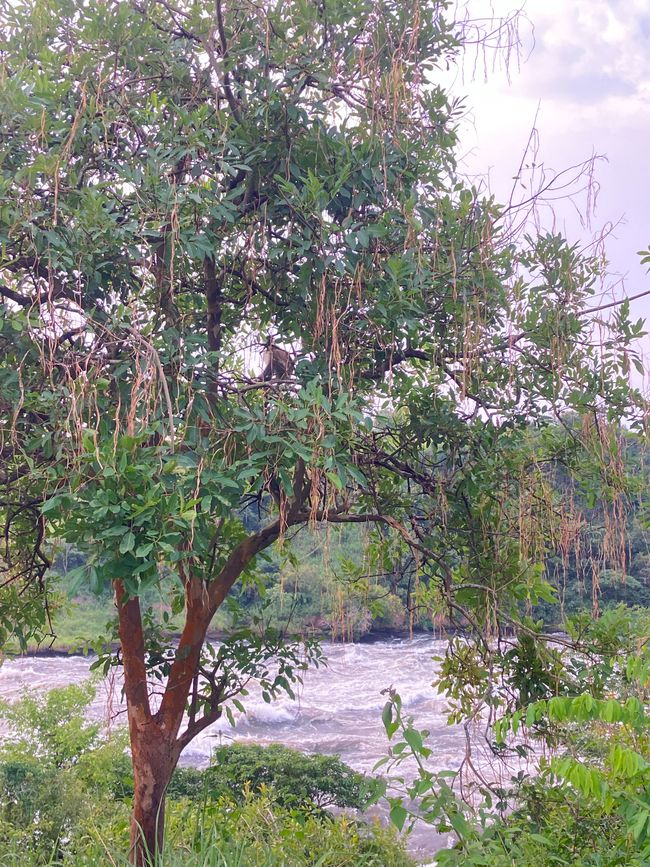 Nationalpark Murchison Falls