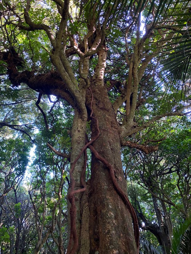 Ratapihipihi Scenic Reserve