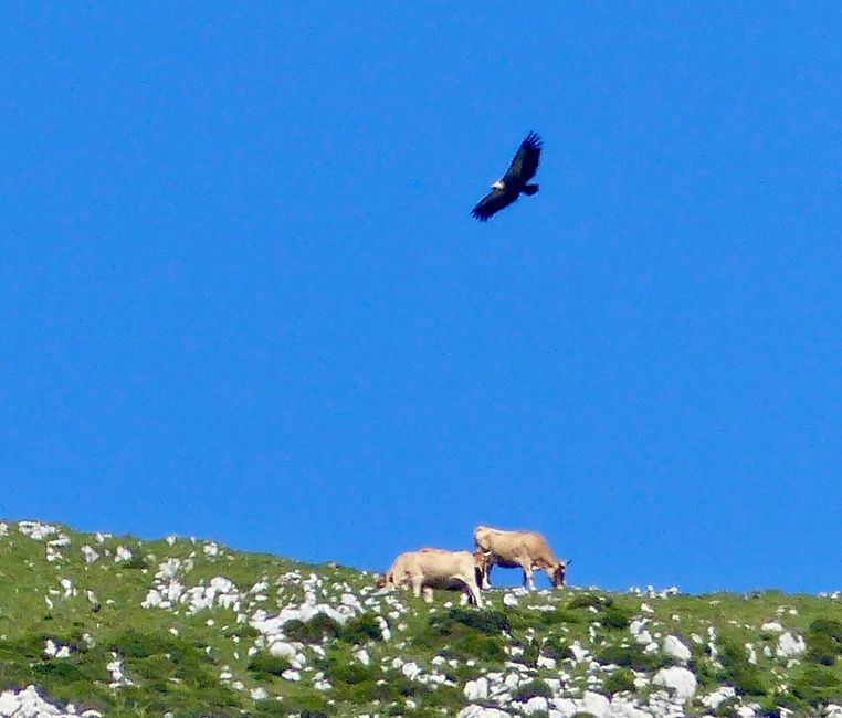 Pero cuidado, ¡los buitres ya están sobrevolando!