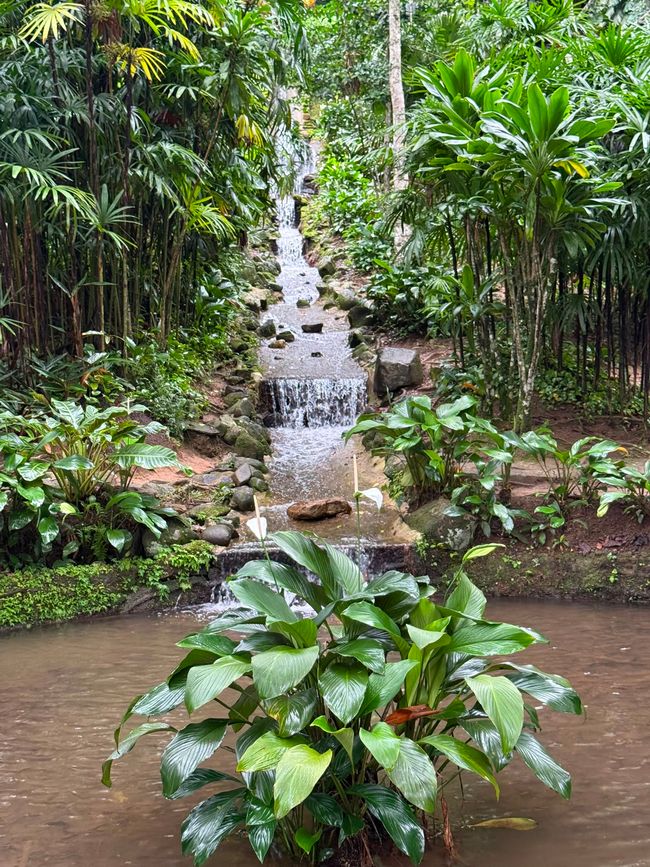 A small stepped stream or waterfall runs through a lush tropical garden surrounded by dense green foliage. The scene feels calm and humid, with a peaceful jungle atmosphere.