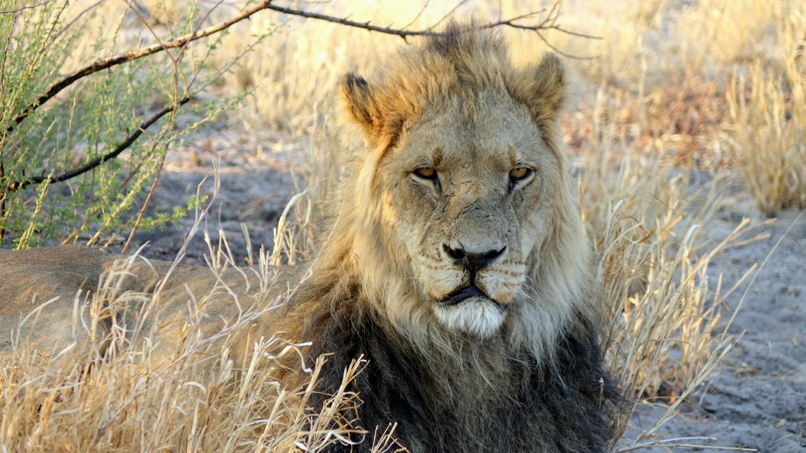 Simbabwe / Botswana 2024