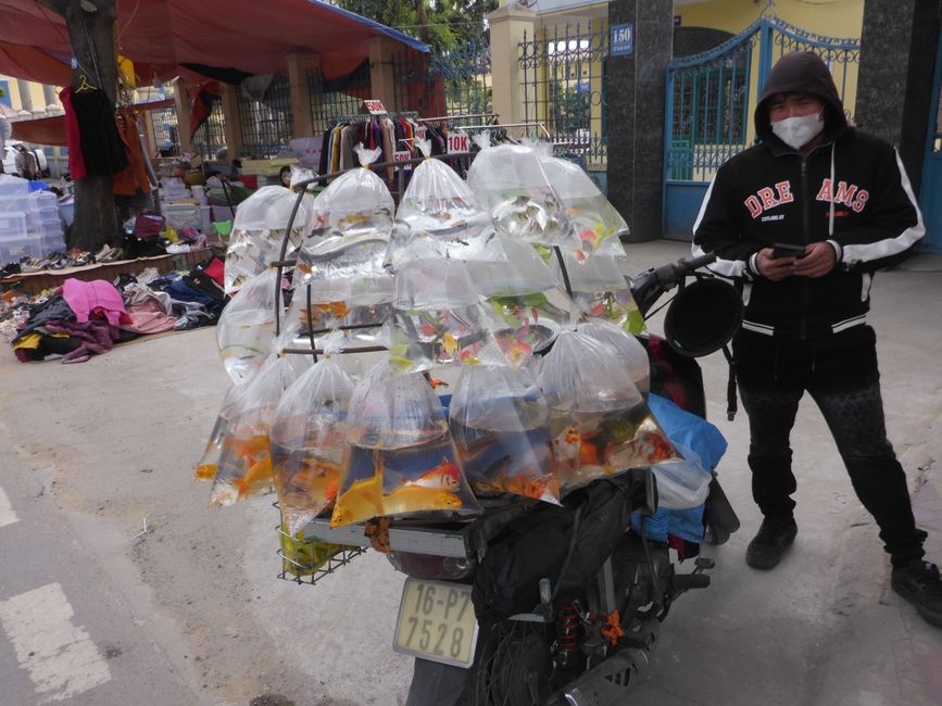 Aquarium sur roues
