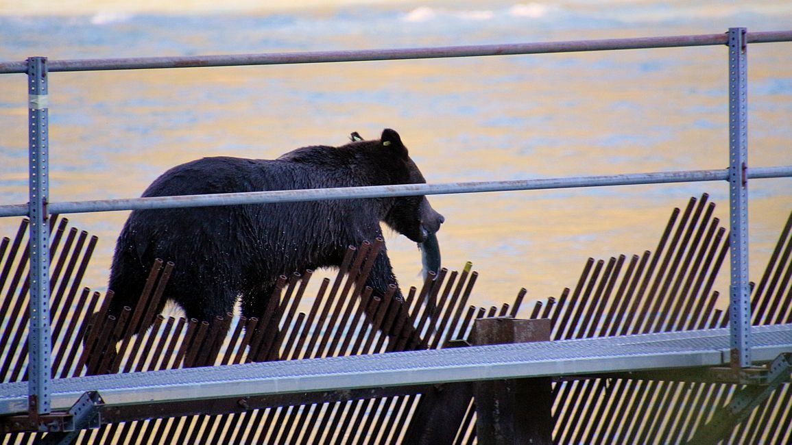 Day 26: Chilkoot River - a big bear show & photoshoot with 'Lulu'