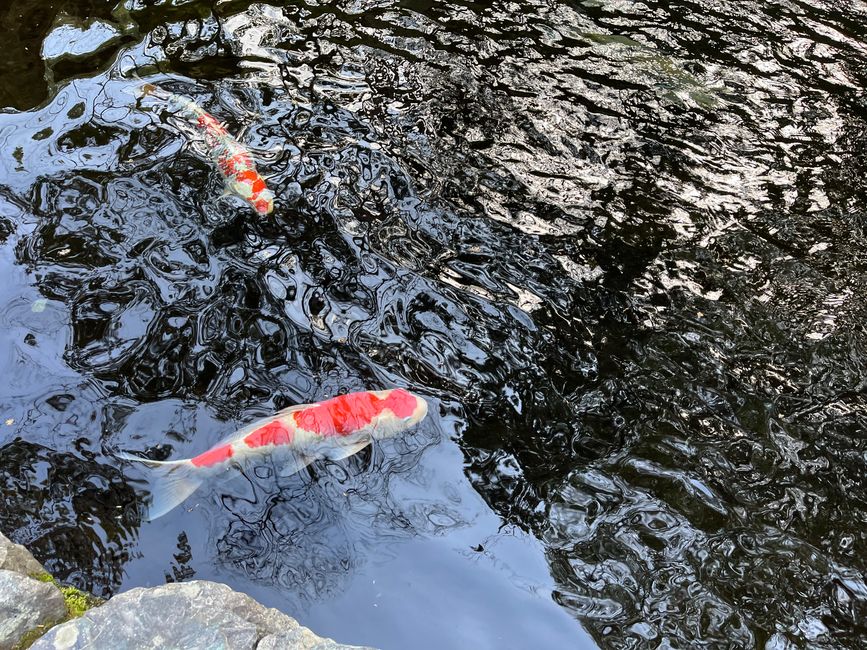 Koi